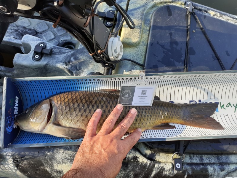 Fish Measure Picture