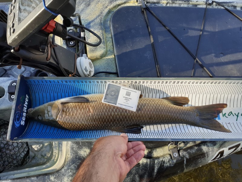 Fish Measure Picture