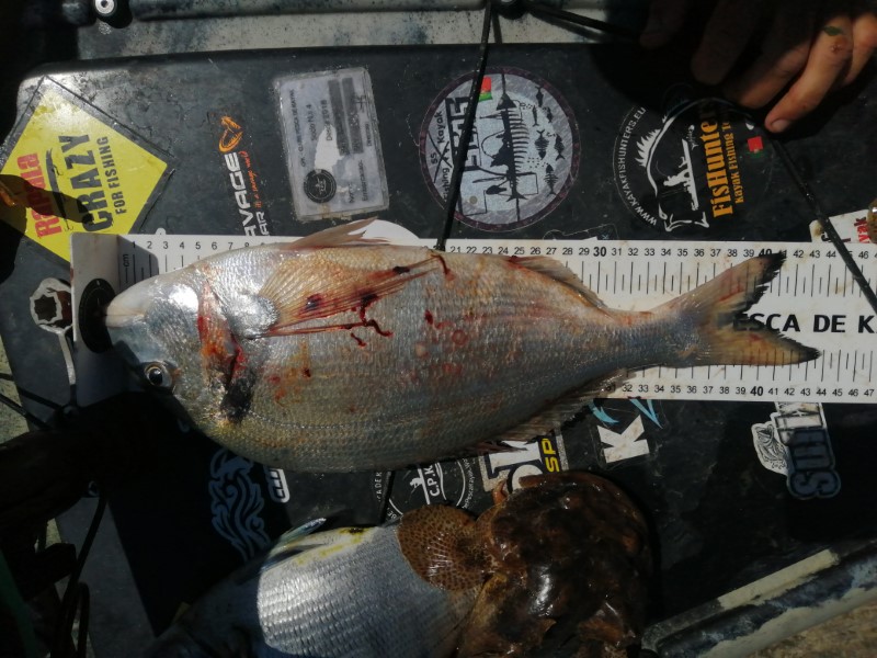 Fish Measure Picture