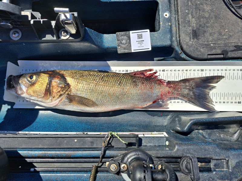 Fish Measure Picture