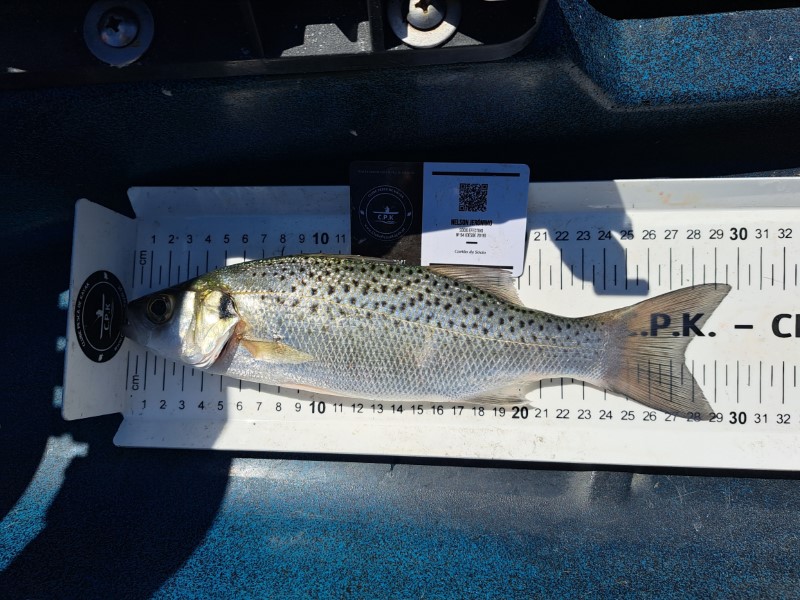 Fish Measure Picture