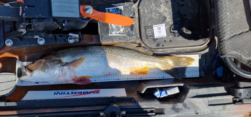 Fish Measure Picture