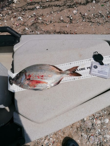Fish Measure Picture