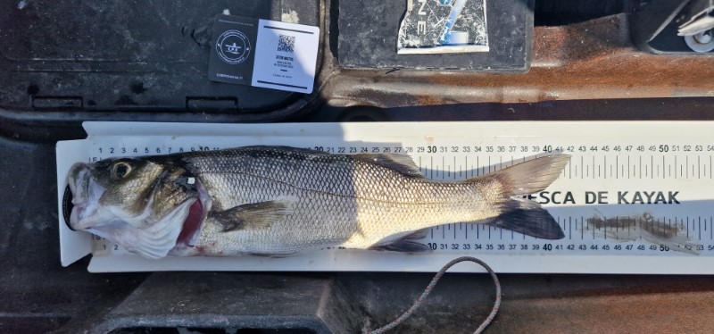 Fish Measure Picture