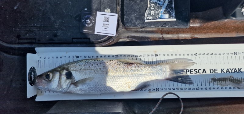 Fish Measure Picture