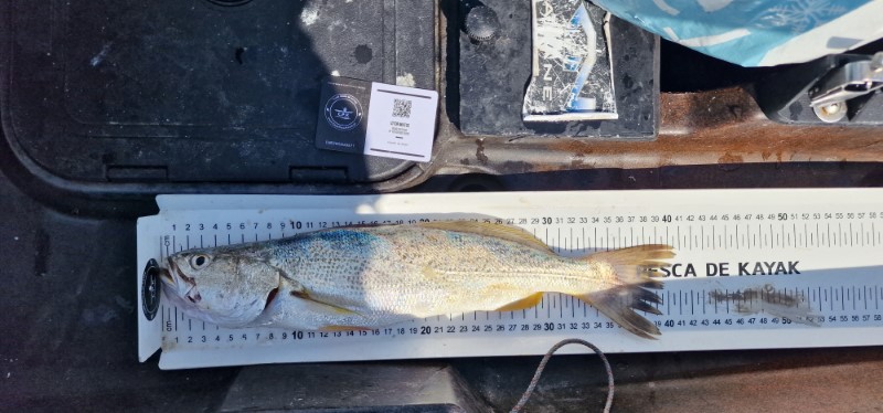 Fish Measure Picture