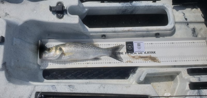 Fish Measure Picture