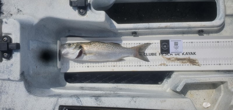 Fish Measure Picture