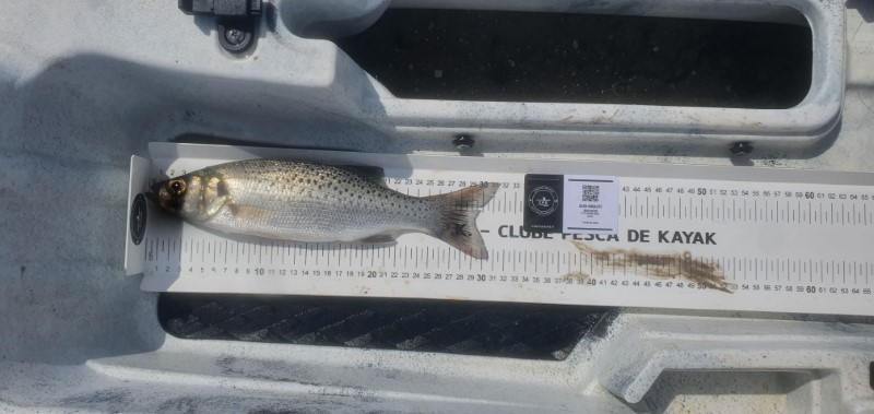 Fish Measure Picture