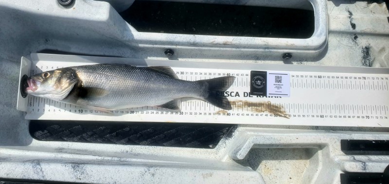 Fish Measure Picture