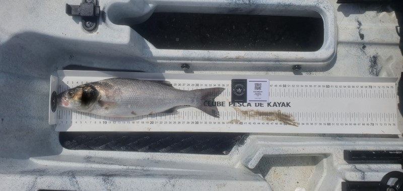 Fish Measure Picture