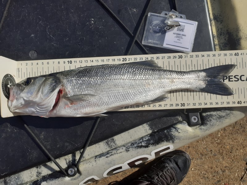 Fish Measure Picture