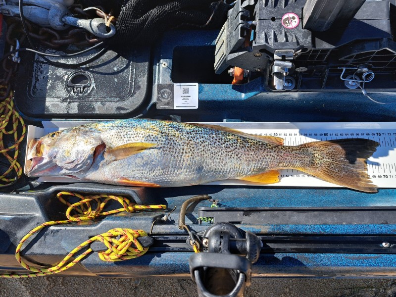 Fish Measure Picture