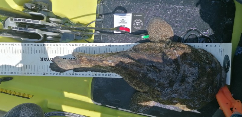 Fish Measure Picture