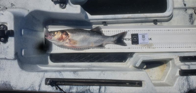 Fish Measure Picture
