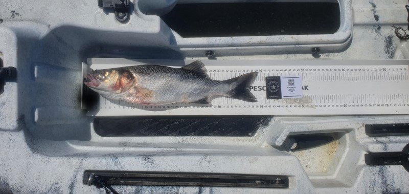 Fish Measure Picture