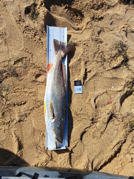 Fish Measure Picture