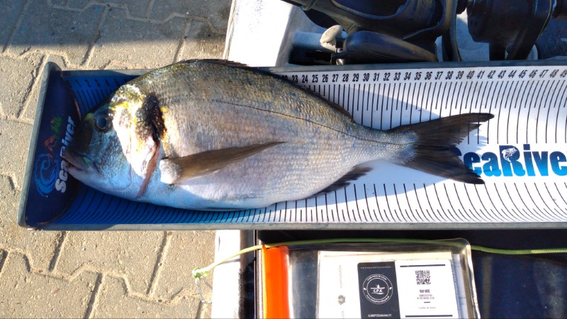 Fish Measure Picture