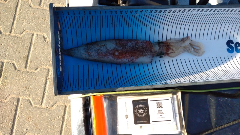 Fish Measure Picture
