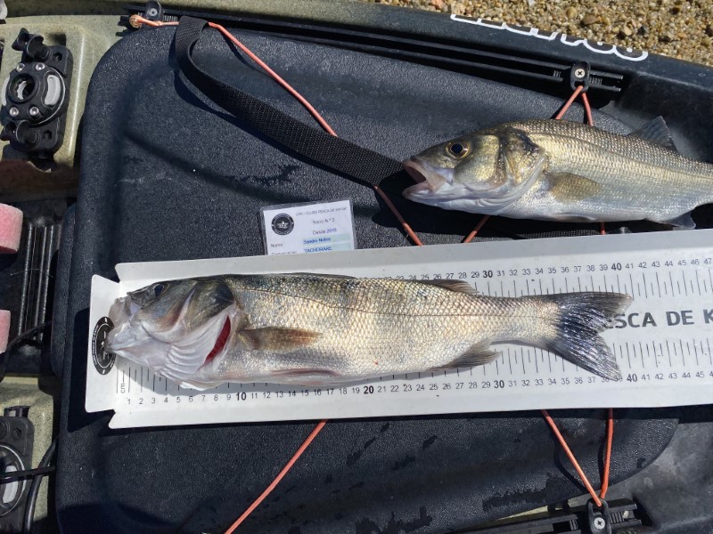 Fish Measure Picture