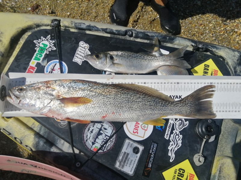 Fish Measure Picture
