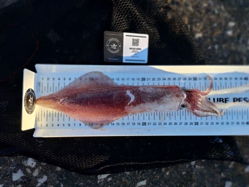 Fish Measure Picture