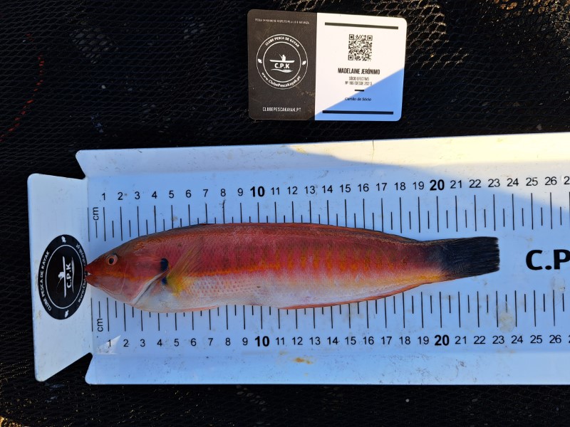 Fish Measure Picture