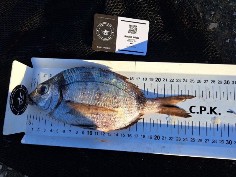 Fish Measure Picture