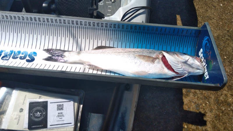 Fish Measure Picture