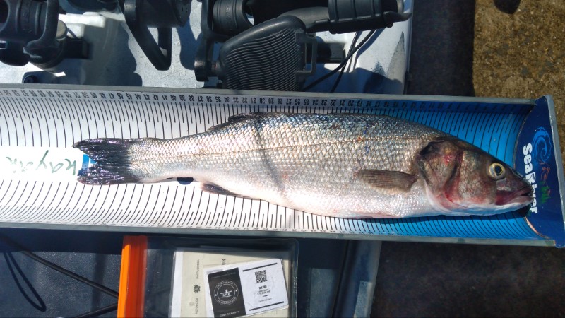 Fish Measure Picture