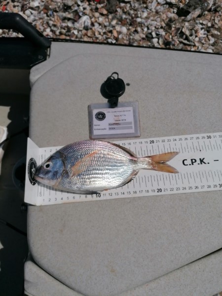 Fish Measure Picture