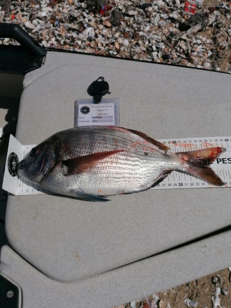 Fish Measure Picture