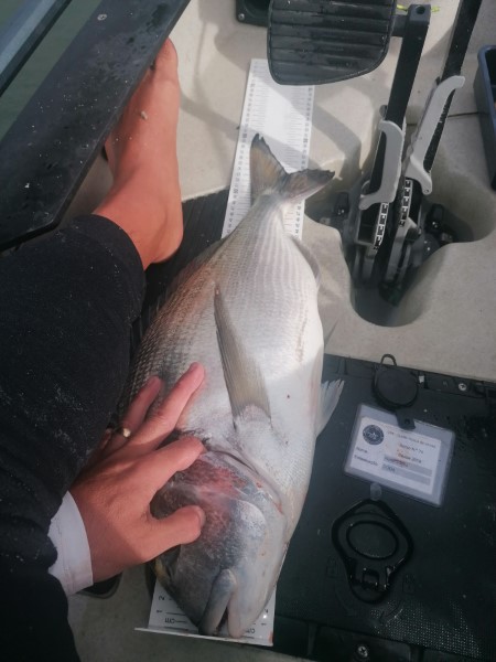 Fish Measure Picture