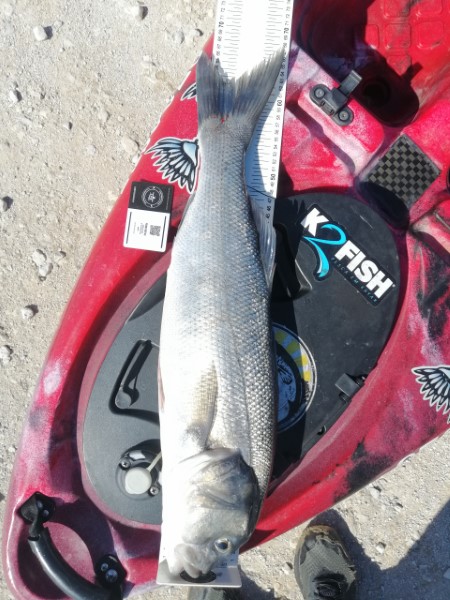 Fish Measure Picture