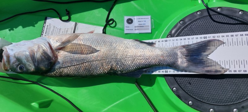 Fish Measure Picture