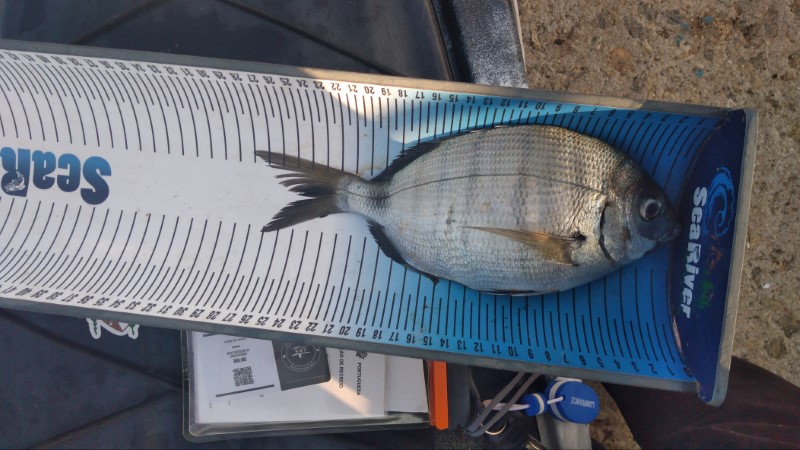 Fish Measure Picture