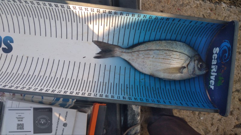 Fish Measure Picture