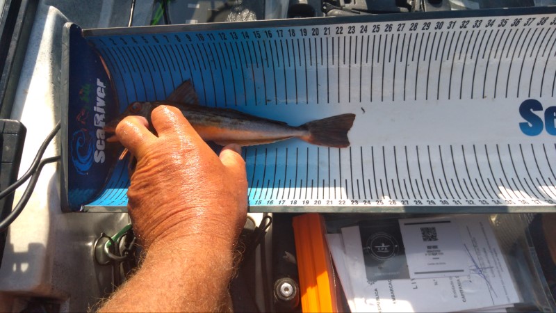 Fish Measure Picture