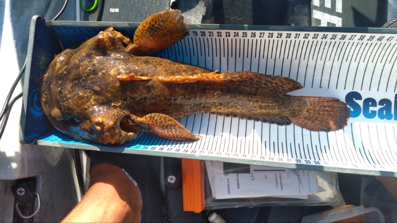 Fish Measure Picture