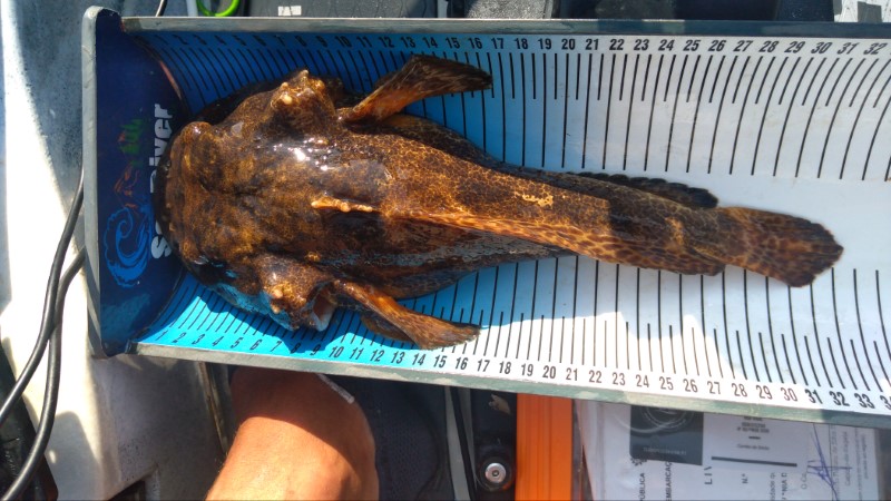 Fish Measure Picture