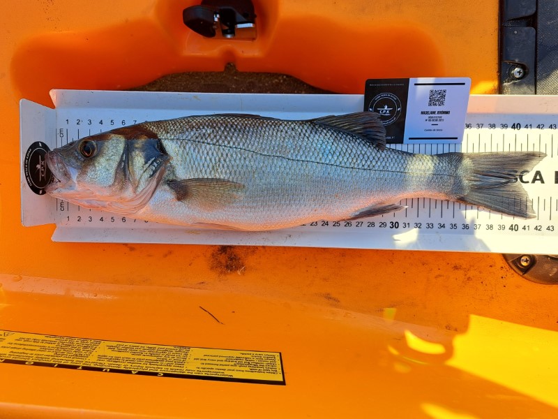 Fish Measure Picture