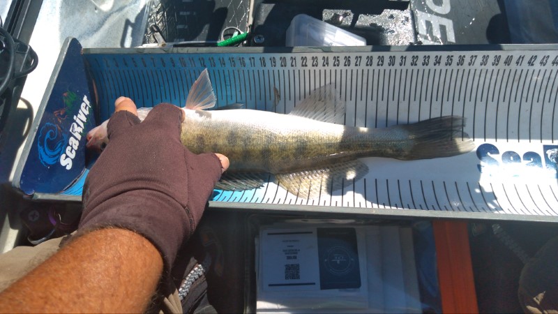 Fish Measure Picture