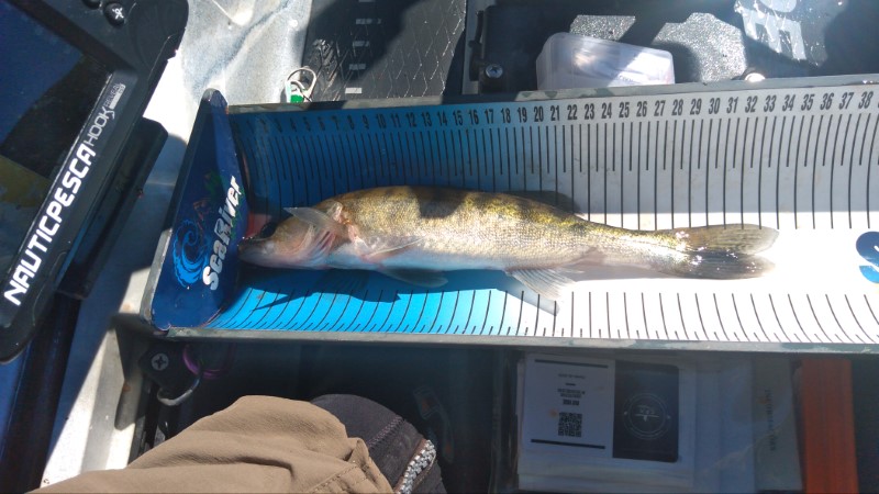 Fish Measure Picture