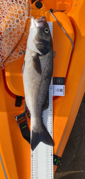 Fish Measure Picture