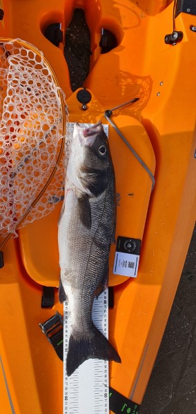 Fish Measure Picture