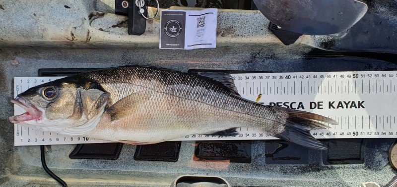 Fish Measure Picture