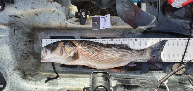 Fish Measure Picture