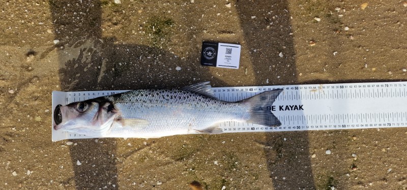 Fish Measure Picture
