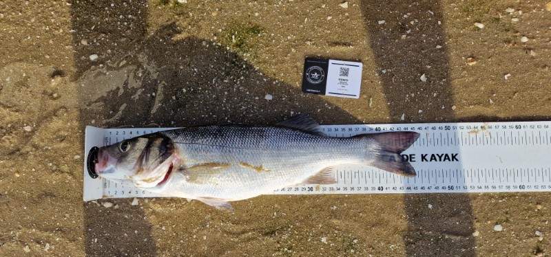 Fish Measure Picture