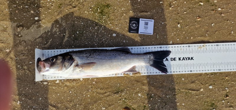 Fish Measure Picture